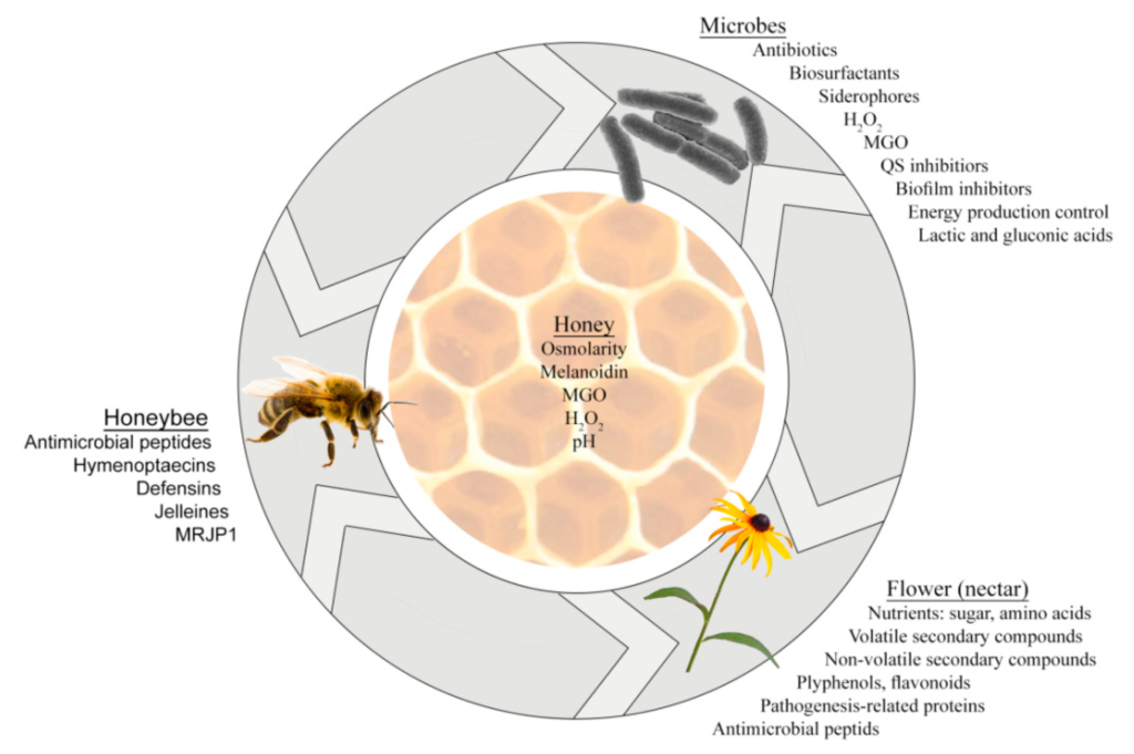 Antimicrobial effects of honey in the treatment of infectious diseases