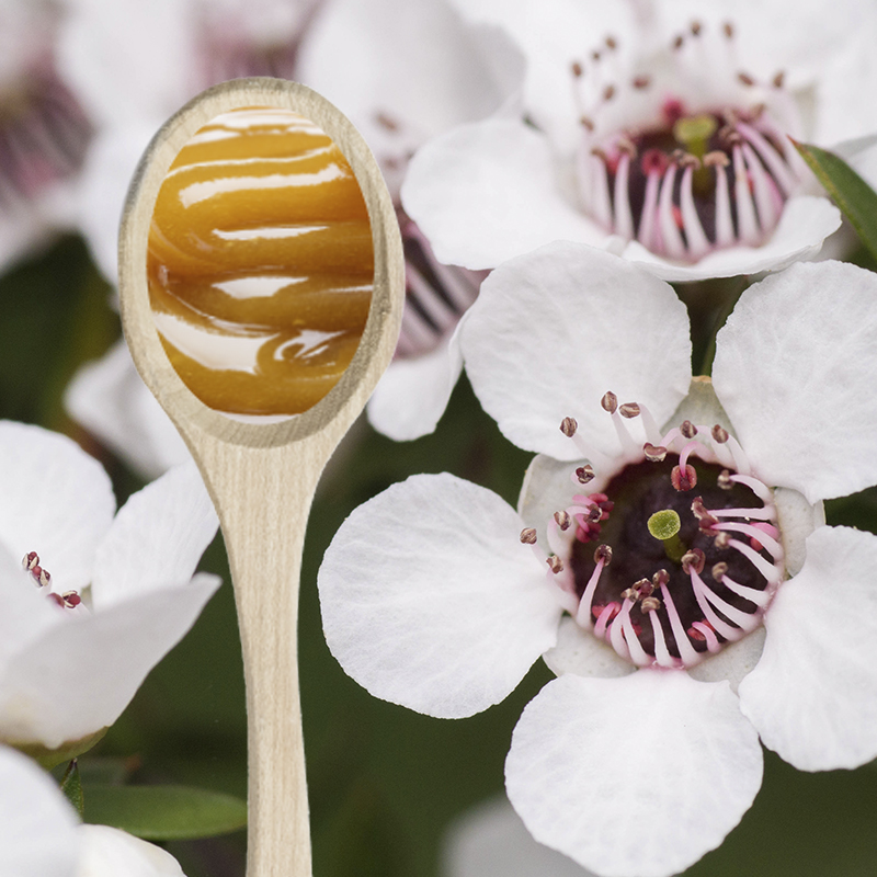 اثر بخشي عسل در درمان عفونتها