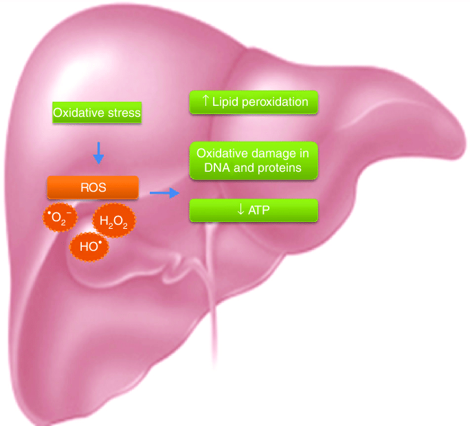 Oxidative damage in the liver